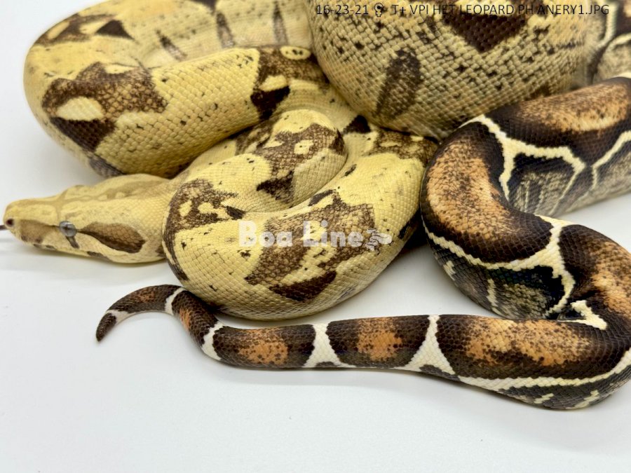 T+ VPI HET LEOPARD PH ANERY